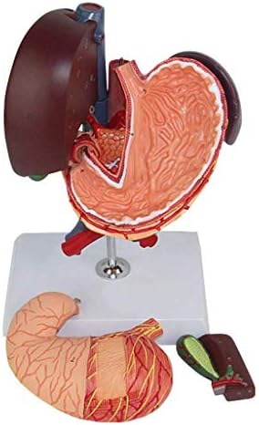 Образователна модел RRGJ, 10 Научната Анатомия на Човека - Модел Гепатопанкреатического отдел на Дванадесетопръстника, Анатомия на Човешкото